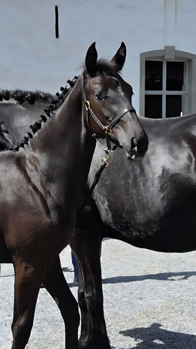 Goja Dimantica stammt aus der Prämienzuchtstute Allegra, und dem Dressurhengst Glamourdale. 
Goja besticht aus einem herausragenden Galopp und einem raumgreifenden Schritt und viel Mechanik im Trab.
Ihre inneren Werte  trägt sie gekonnt zu Schau.  Eine wahre Freude, solch ein Fohlen im Stall zu haben. Herzlichen Glückwunsch