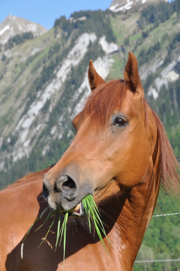 Dundee Chic Olena geb. 1998/ Owner: Peter Oeschger, Studen
"In loving Memory"
Im  Herbst 2009 trafen wir ein Bild des Schreckens auf der Weide an. Dundee wälzte sich nur noch vor Schmerzen.
Eine heimtückische Darmverwicklung hatte ihn überfallen. Trotz sofortiger tierärztlicher Hilfe 
verstarb Dundee im Grossrettungsdienst-Transporter auf dem Weg ins Tierspital.
Dundee war seinem Besitzer immer ein treuer Kamerad. Er war ein richtiger Quarter der alten Garde.
Nicht schreckhaft, zuverlässig,einzigartig und ein sicherer Wert. Dundee hat mit seinem Abgang uns alle vor die Tatsache gestellt,
wie schnell man einen sehr guten Freund verlieren kann.
"Wir werden immer an Dich denken"


